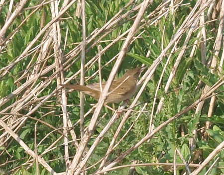 GRASSHOPPER WARBLER